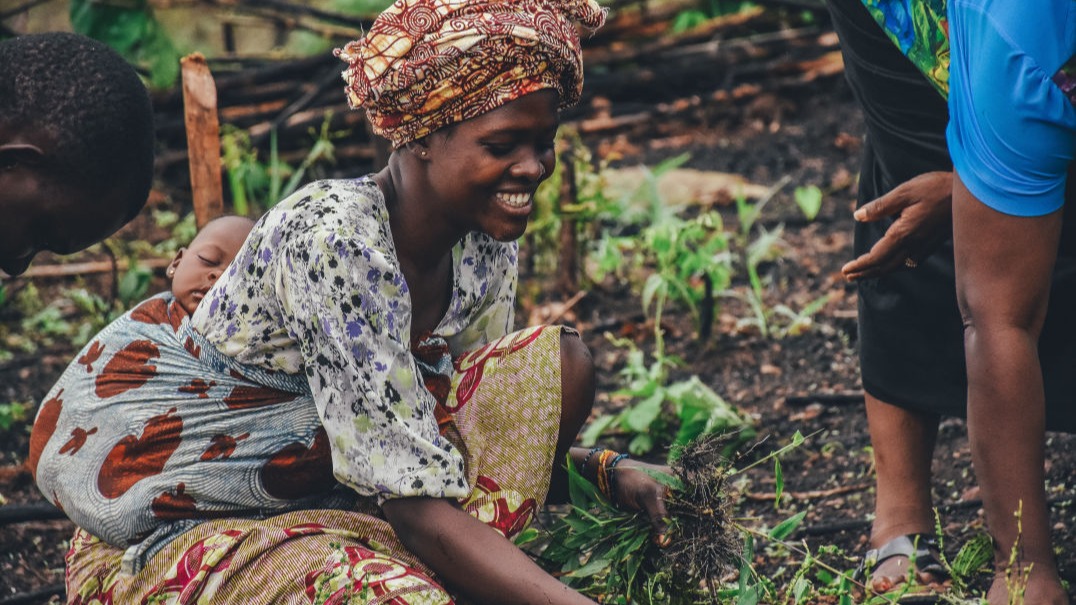 A Miraa farmer presenting his produce.