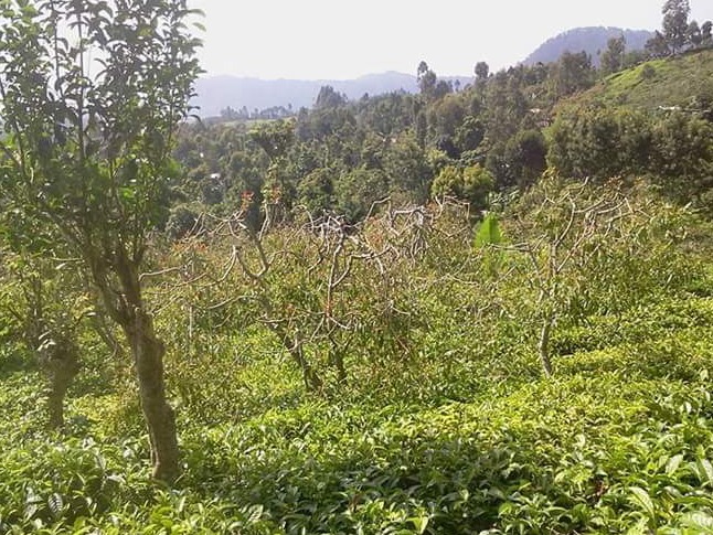 A typical Miraa farm at higher altitudes.